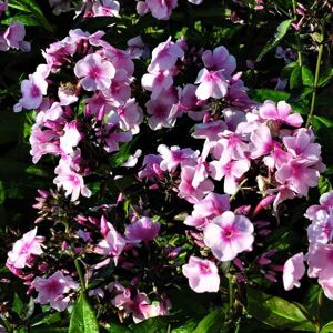 Phlox paniculata 'Bright Eyes' ---